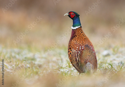 Ringneck Pheasant (Phasianus colchicus)