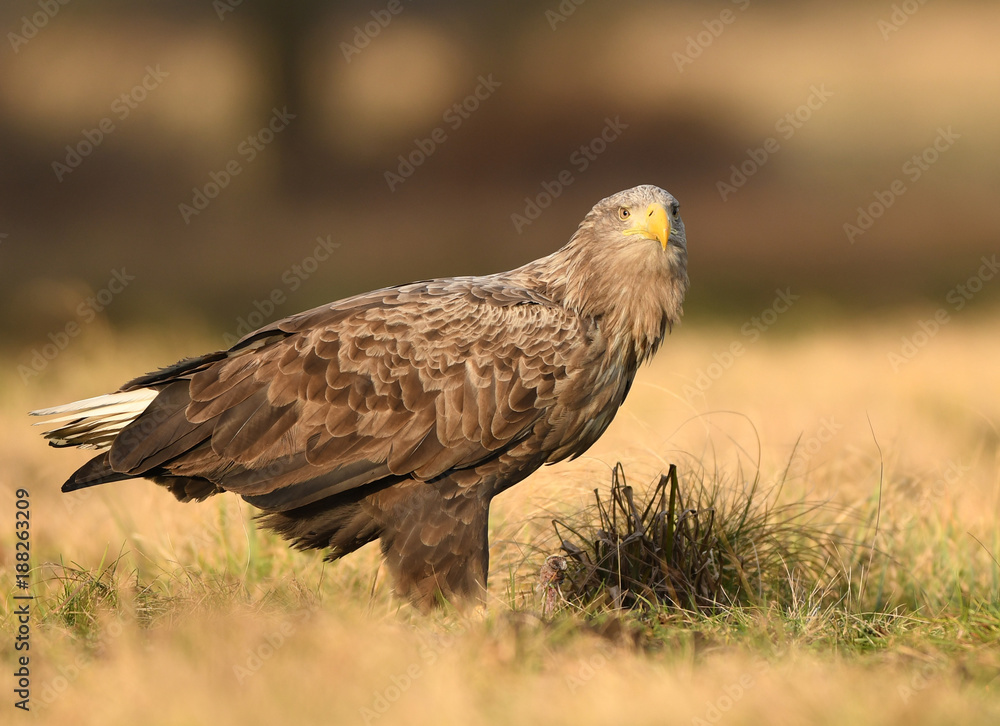 White tailed eagle (Haliaeetus albicilla) White tailed eagle (Haliaeetus albicilla)