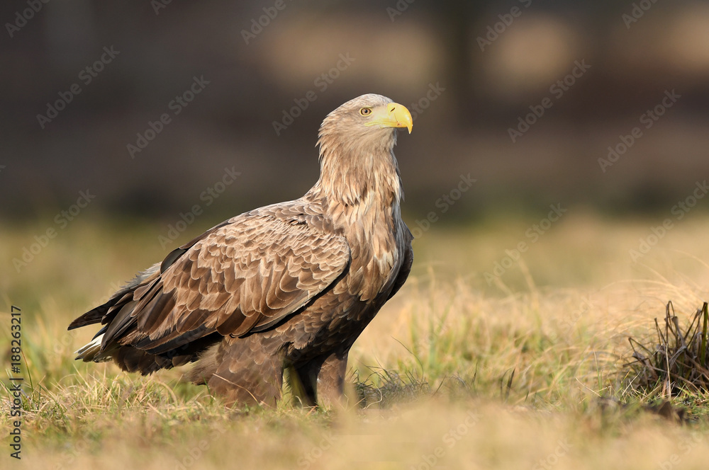 White tailed eagle (Haliaeetus albicilla) White tailed eagle (Haliaeetus albicilla)