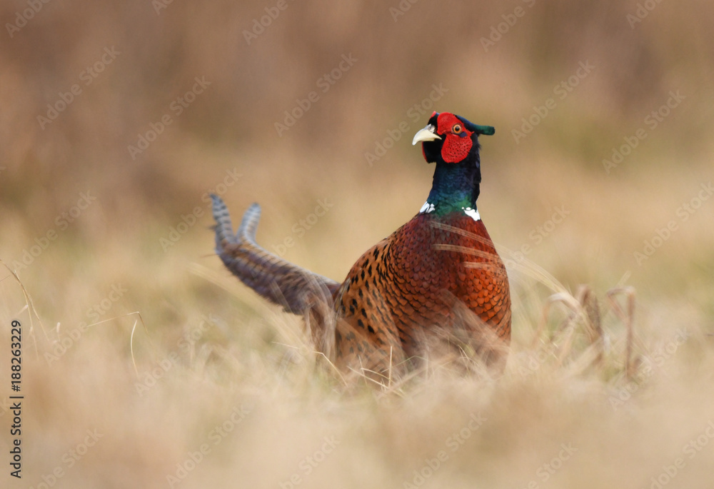 Fototapeta premium Ringneck Pheasant (Phasianus colchicus)