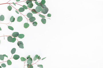Eucalyptus leaves on white background. Frame made of eucalyptus branches. Flat lay, top view, copy space