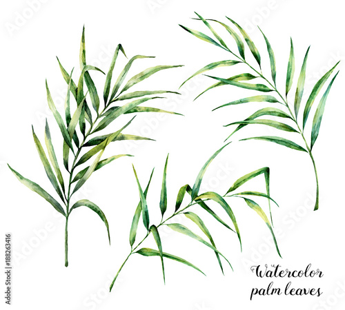 Watercolor palm leaves set. Hand painted botanical illustration with palm branches isolated on white background. Exotic leaves for design or print