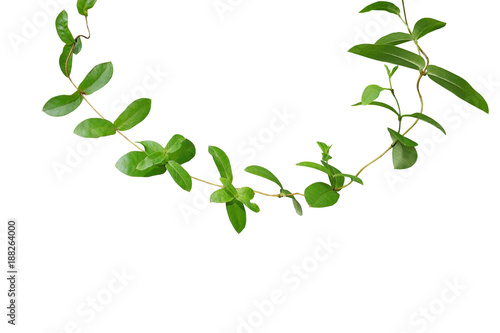 Tropical green leaf vine climber plant isolated on white background  clipping path included.