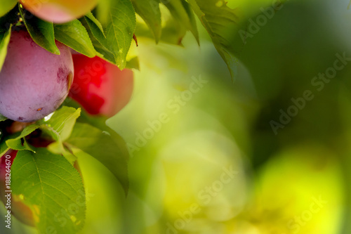 Fruit plums garden bokeh background. Plums garden in sunny day. Selective focus, copy space. Natural concept