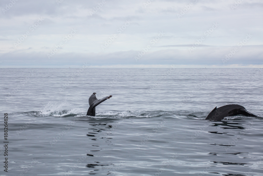 Fototapeta premium Iceland 225