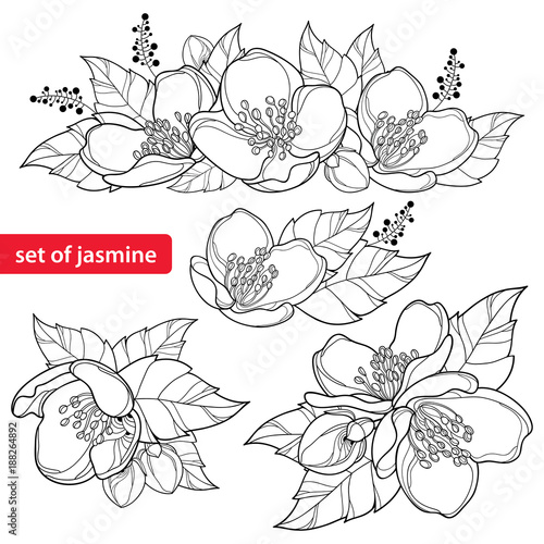 Vector set with outline Jasmine flower bunch, bud and ornate leaves in black isolated on white background. Ornate floral with Jasmine flower in contour style for spring design or coloring book.