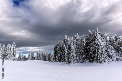 Amazing winter landscape of Rhodope Mountains near pamporovo resort, Smolyan Region, Bulgaria photo