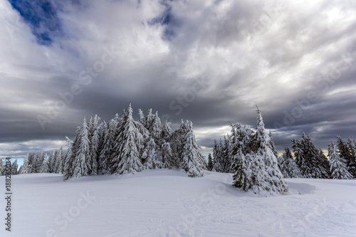 Amazing winter landscape of Rhodope Mountains near pamporovo resort, Smolyan Region, Bulgaria photo