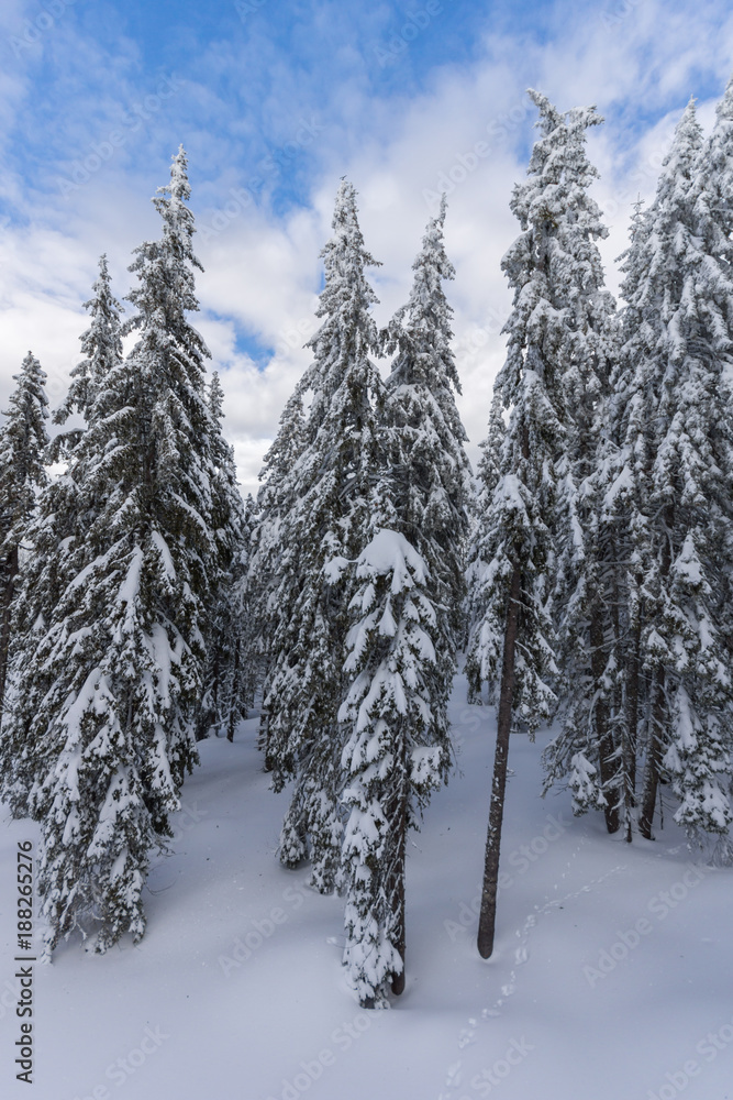 Amazing winter landscape of Rhodope Mountains near pamporovo resort, Smolyan Region, Bulgaria Amazing winter landscape of Rhodope Mountains near pamporovo resort, Smolyan Region, Bulgaria