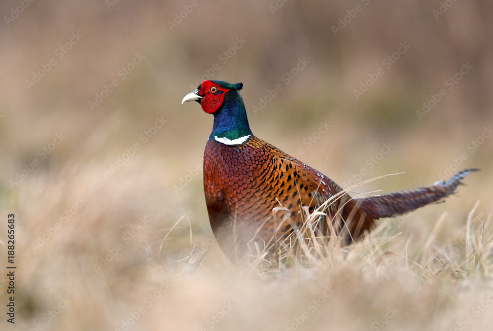 Fototapeta premium Ringneck Pheasant (Phasianus colchicus)