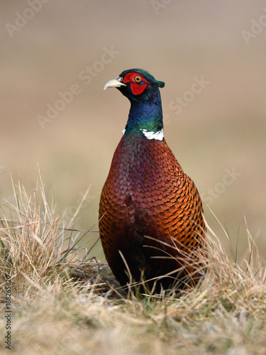 Wallpaper Mural Ringneck Pheasant (Phasianus colchicus) Torontodigital.ca