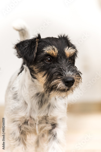 Little dog posing against a light background. Cute Jack Russell Terrier. Hair style rough, 2 years old