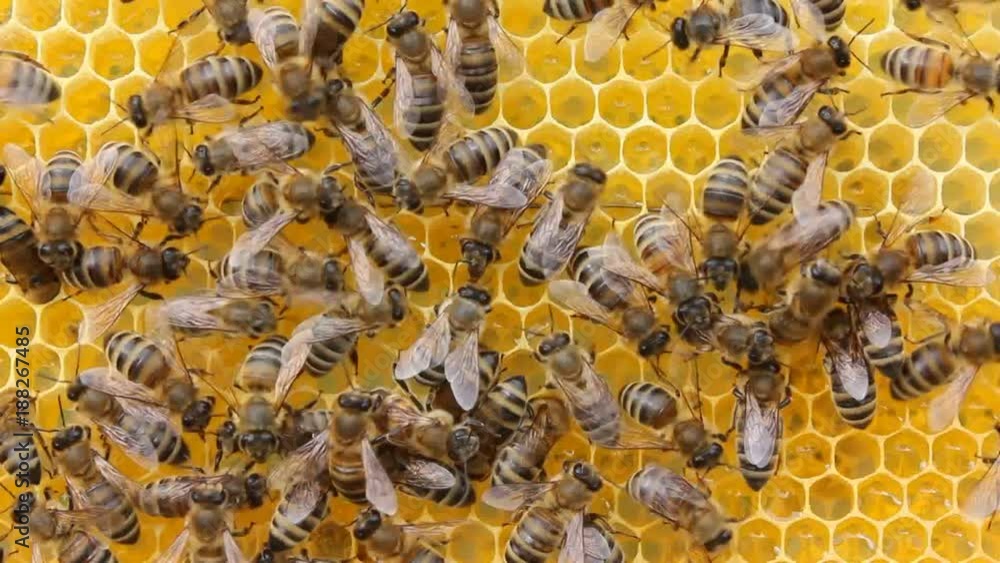 Some bees build honeycombs, others transform nectar into honey. Some bees build honeycombs, others transform nectar into honey.
