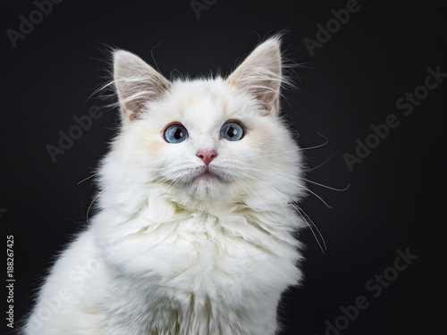 Photography Portrait of blue eyed ragdoll cat / kitten sitting isolated on black background