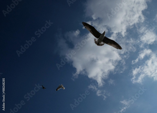 seagulls