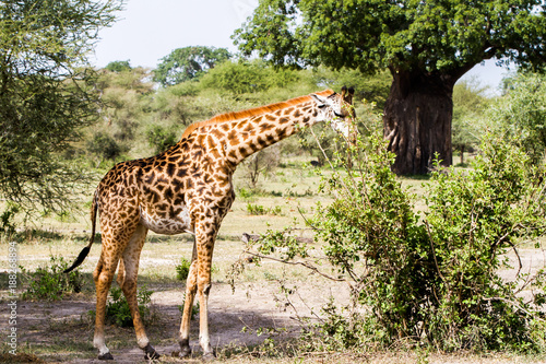 The giraffe (Giraffa), genus of African even-toed ungulate mammals, the tallest living terrestrial animals and the largest ruminants, 