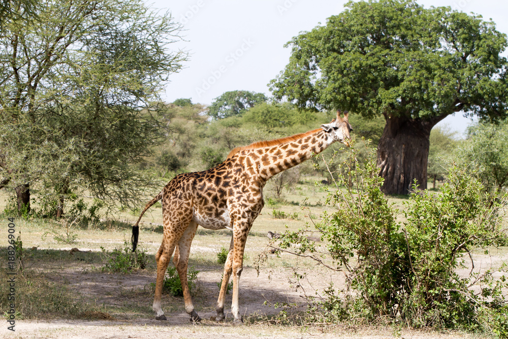The giraffe (Giraffa), genus of African even-toed ungulate mammals, the tallest living terrestrial animals and the largest ruminants, The giraffe (Giraffa), genus of African even-toed ungulate mammals, the tallest living terrestrial animals and the largest ruminants,