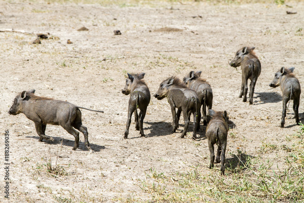 The common warthog (Phacochoerus africanus), wild member of the pig family (Suidae) found in grassland, savanna, and woodland in Tarangire National Park, Tanzania