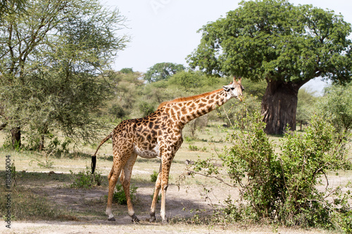 The giraffe  Giraffa   genus of African even-toed ungulate mammals  the tallest living terrestrial animals and the largest ruminants  