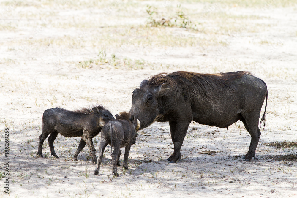 The common warthog (Phacochoerus africanus), wild member of the pig family (Suidae) found in grassland, savanna, and woodland in Tarangire National Park, Tanzania