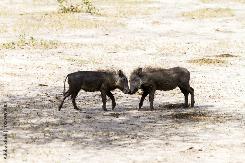 Fototapeta premium The common warthog (Phacochoerus africanus), wild member of the pig family (Suidae) found in grassland, savanna, and woodland in Tarangire National Park, Tanzania
