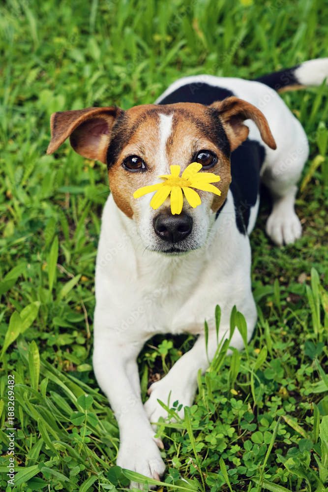 are jack russells good for allergies