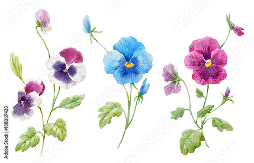 Watercolor pansy flower set