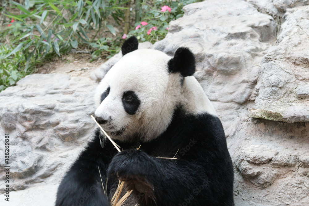 Male Giant Panda in Thailand