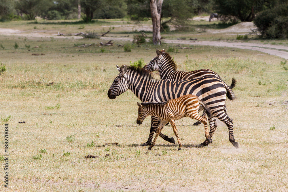 Obraz premium Zebra species of African equids (horse family) united by their distinctive black and white striped coats in different patterns, unique to each individual in Tarangire National Park, Tanzania