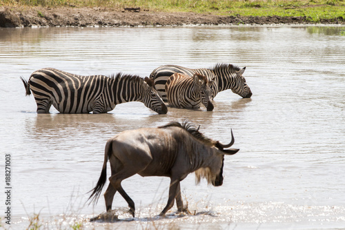 Blue wildebeest  Connochaetes taurinus   common wildebeest  white-bearded wildebeest or brindled gnu large antelope in the Tarangire National Park  Tanzania