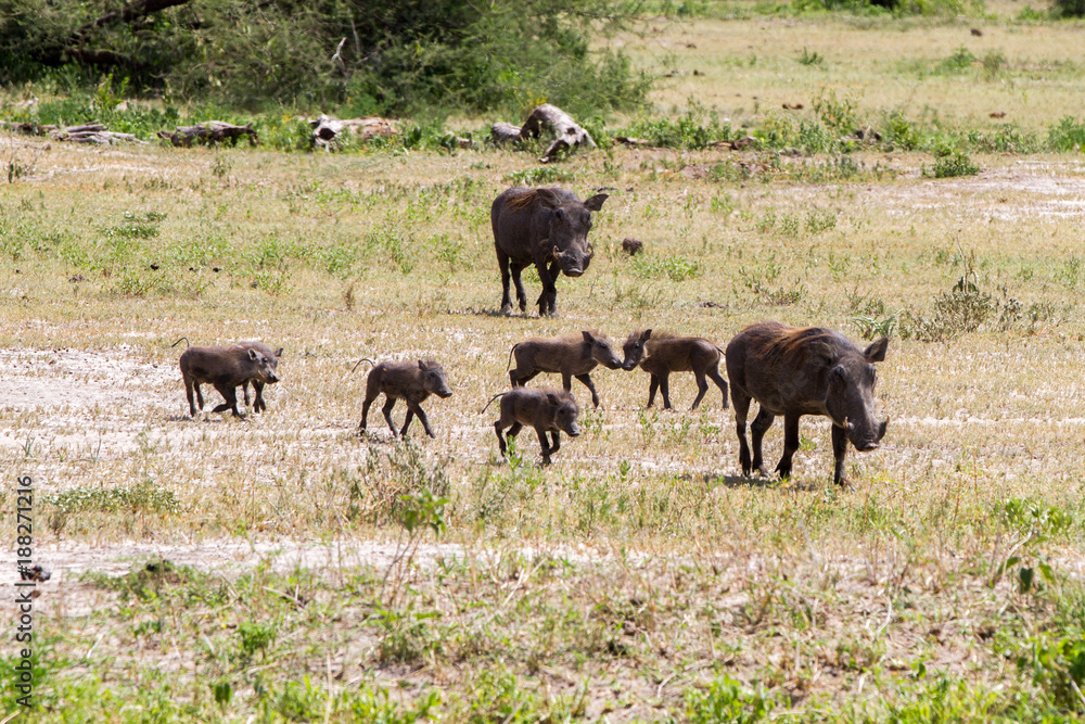 The common warthog (Phacochoerus africanus), wild member of the pig family (Suidae) found in grassland, savanna, and woodland in Tarangire National Park, Tanzania The common warthog (Phacochoerus africanus), wild member of the pig family (Suidae) found in grassland, savanna, and woodland in Tarangire National Park, Tanzania