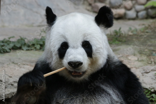 Fototapeta Naklejka Na Ścianę i Meble -  Female Giant Panda in Thailand
