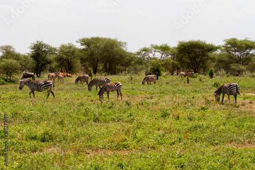 Zebra species of African equids (horse family) united by their distinctive black and white striped coats in different patterns, unique to each individual in Tarangire National Park, Tanzania