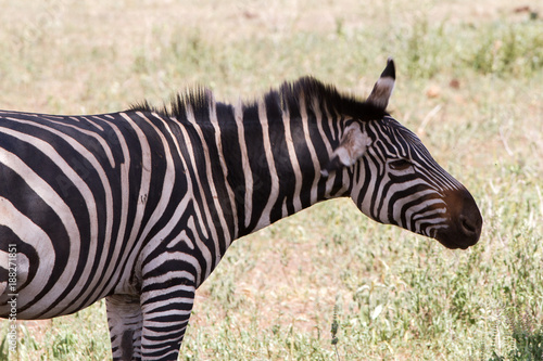 Zebra species of African equids  horse family  united by their distinctive black and white striped coats in different patterns  unique to each individual in Tarangire National Park  Tanzania