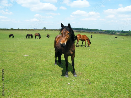 New Forest Horse