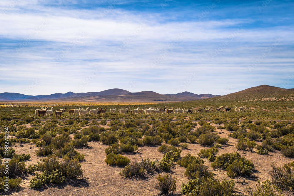 Fototapeta premium Wild landscape of Eduardo Avaroa National Park, Bolivia