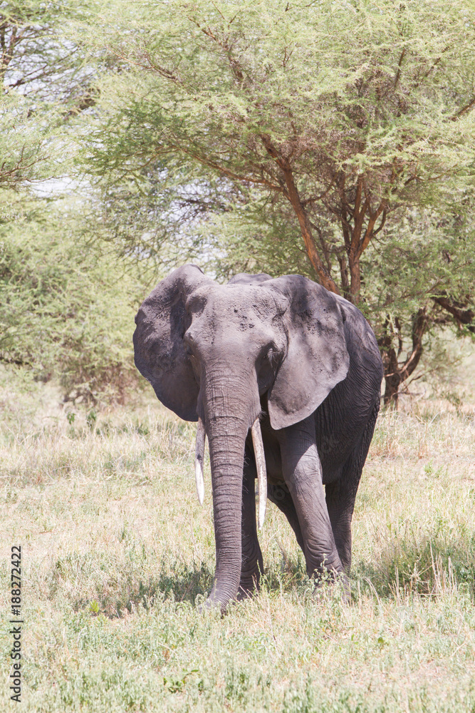 Obraz premium African elephants, of the genus Loxodonta in Tarangire National Park, Tanzania