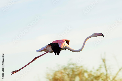 Flamants rose en camargue