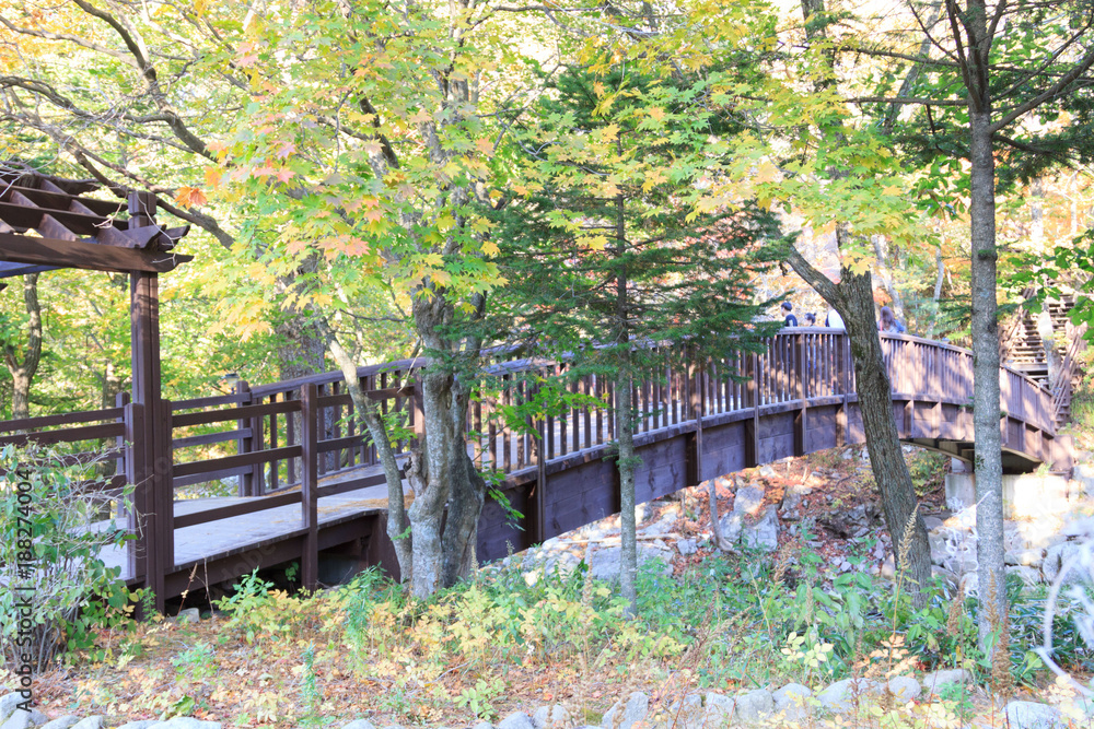 A bridge in the park, Korea. A bridge in the park, Korea.
