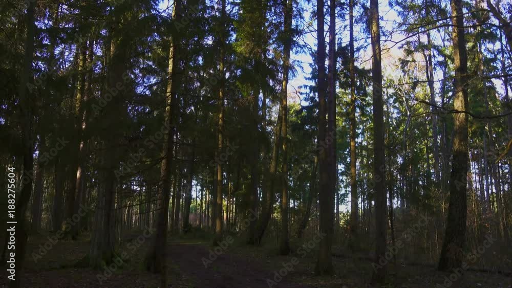 Walking in the pine forest by the path Walking in the pine forest by the path