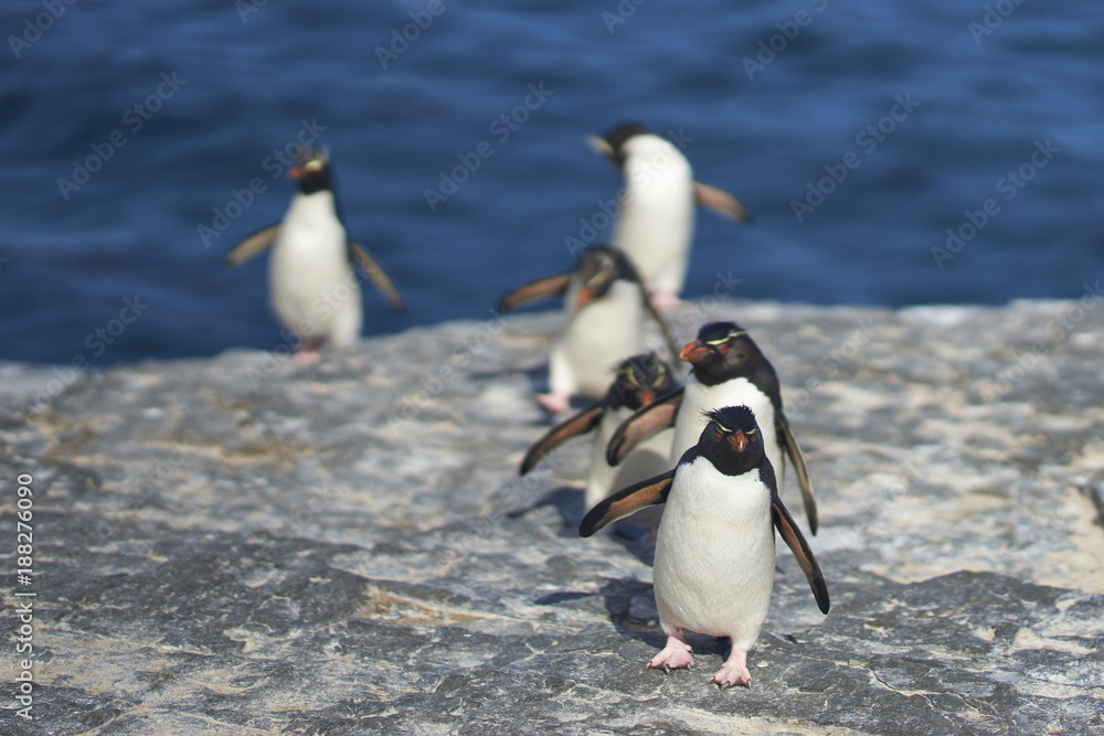 Fototapeta premium Rockhopper Penguins (Eudyptes chrysocome) return to their colony on the cliffs of Bleaker Island in the Falkland Islands