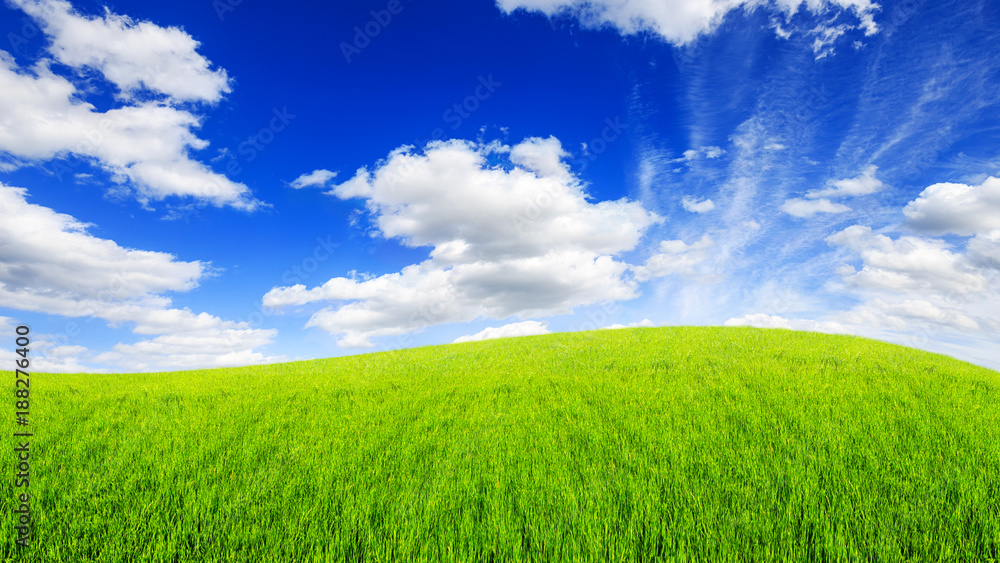 Fototapeta premium green field grass with a blue sky and clouds