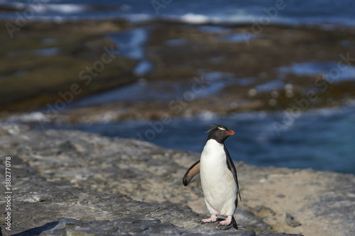 Rockhopper Penguin  Eudyptes chrysocome  returns to its colony on the cliffs of Bleaker Island in the Falkland Islands 