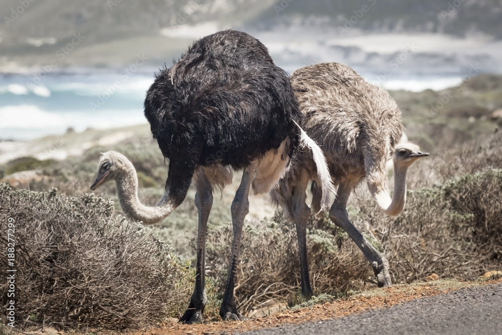 Obraz premium Ostriches in Cape of Good Hope