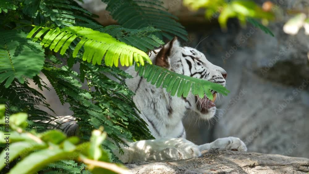 4k of Scary looking male white bengal tiger staring towards of you from inside the jungle 4k of Scary looking male white bengal tiger staring towards of you from inside the jungle