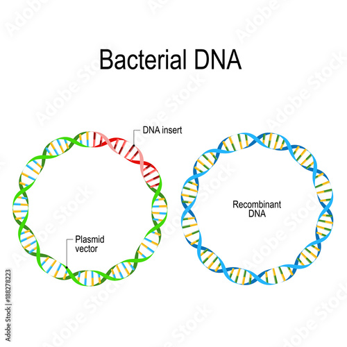 Plasmid and Recombinant Bacterial DNA.