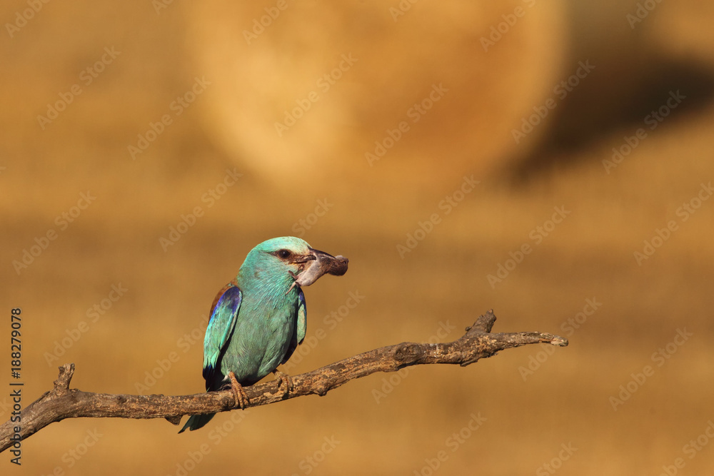 The European roller (Coracias garrulus) sitting on the branch with mouse in the beak and typical wheat sheaves in background The European roller (Coracias garrulus) sitting on the branch with mouse in the beak and typical wheat sheaves in background