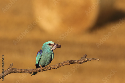 The European roller (Coracias garrulus) sitting on the branch with mouse in the beak and typical wheat sheaves in background
