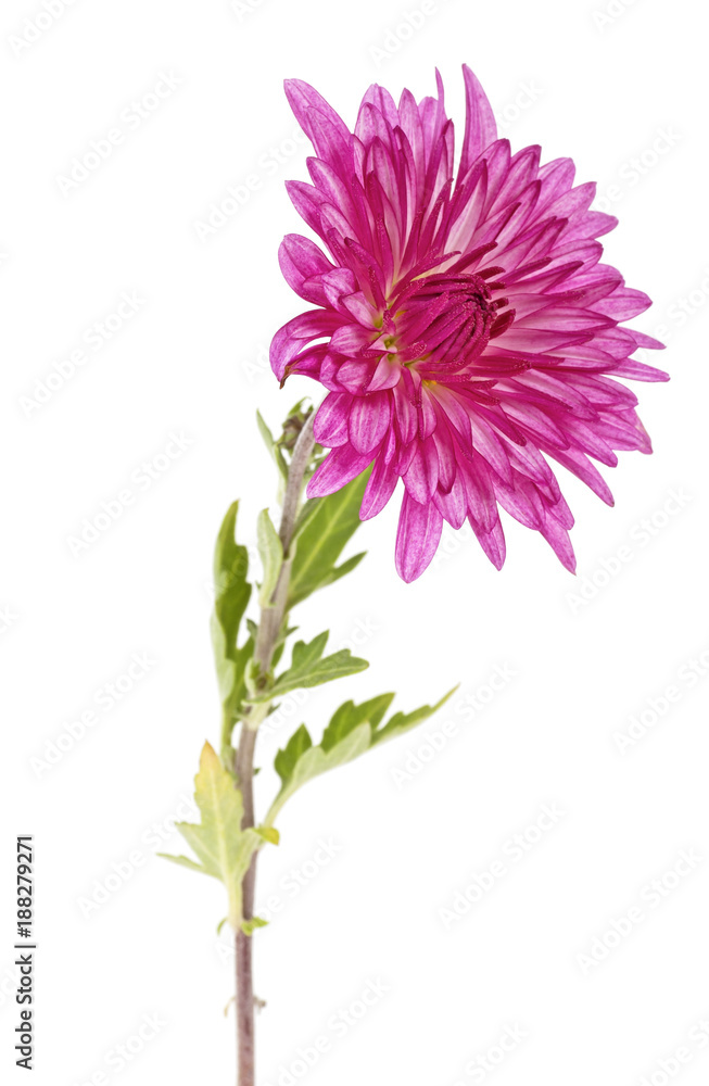Single chrysanthemum flower isolated on white background Single chrysanthemum flower isolated on white background