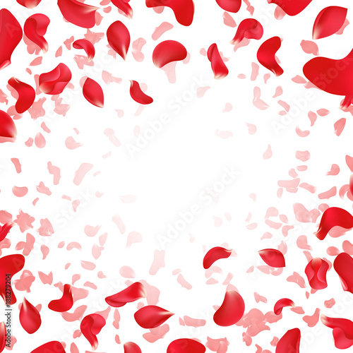 Red rose falling scattered petals wedding vector background